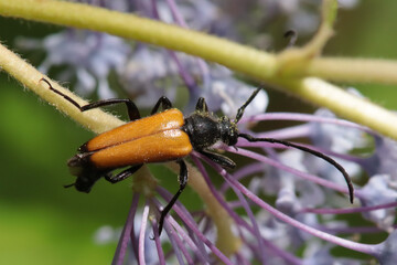 Lepture fauve (Paracorymbia fulva)