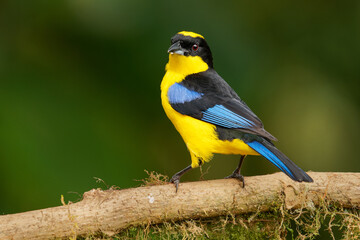 Blue-shouldered or Blue-winged Mountain-tanager - Anisognathus somptuosus yellow bird in Thraupidae, highland forest and woodland in the Andes of Bolivia, Colombia, Ecuador, Peru and Venezuela