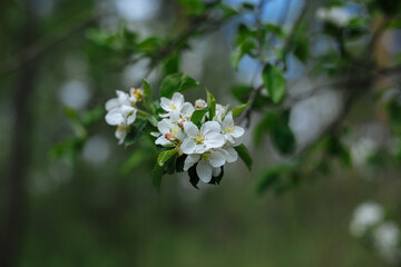 Summer sunny day. The beginning of summer, everything blooms