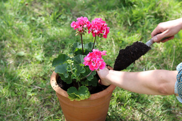 Fototapeta na wymiar Female gardener works with plant. Close up photo of potted plant, hands and garden tools. 