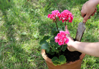 Fototapeta na wymiar Geranium plant in a pot. Close up photo of female gardener hands. Hobbies and leisure concept. 