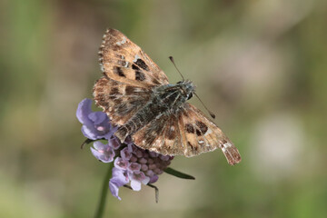 Hesp&eacute;rie de l'alc&eacute;e (Carcharodus alceae)