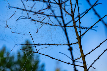 Cobwebs with drops after rain on tree branches. Morning dew clinging to spiders web
