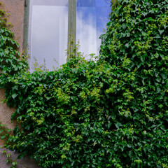 Parthenocissus covering a wall in Oslo.
