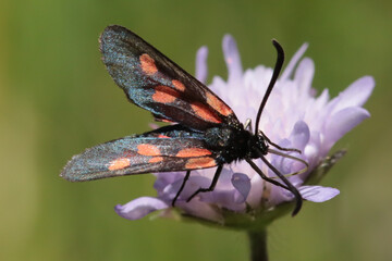 Zygène du trèfle (Zygaena trifolii)