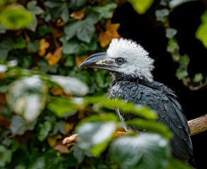 Obraz premium White-crested hornbill