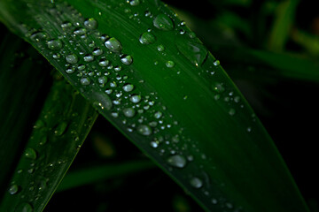 natural background,texture,green leaf close-up,with raindrops