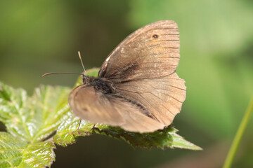 Myrtil (Maniola jurtina)