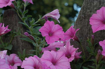 Fototapeta Letnie kwiaty obraz