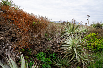 Flora, Los molles, Chile