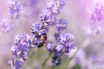 Honey bee pollinating lavender flowers. Plant decay with insects. Blurred summer background of lavender flowers with bees. Beautiful wallpaper. soft focus. Lavender Field
