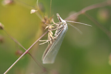 Ptérophore blanc (Pterophorus pentadactyla)