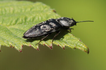 Taupin cyclone (Prosternon tessellatum)