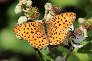Nacré de la ronce (Brenthis daphne)