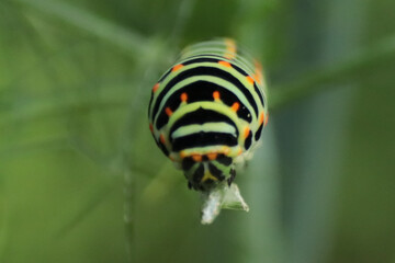 Machaon (Papilio machaon) - Stade larvaire - Chenille