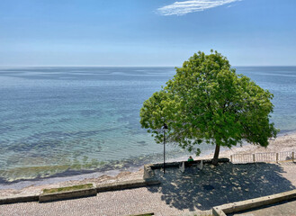 Grüner Baum an der Uferpromenade von Nesebar am Schwarzen Meer, Bulgarien