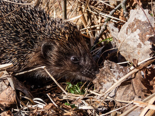 Close-up shot of the adult European hedgehog (Erinaceus europaeus) with focus on face and eye in spring awaken after winter. Beautiful animal and forest scenery
