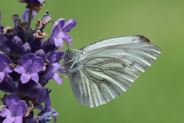 Piéride du navet (Pieris napi)