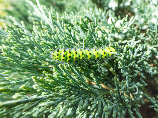 Macro shot of the larva or caterpillar of the small emperor moth (Saturnia pavonia) - green with black rings and yellow and red spots among green leaves