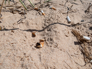 Cigarette butts in the white sand on Baltic sea beach as toxic plastic pollution in the beach sand....