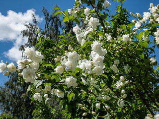 Close-up shot of the virginal mock-orange (philadelphus x virginalis) 'Girandole' - double-flowered...