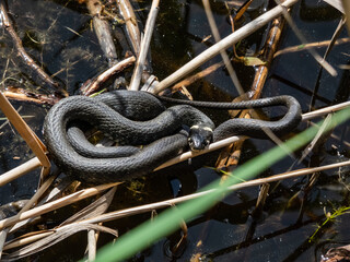 Close-up shot of Black grass snake (Natrix natrix) in the pond among water vegetation in sunlight. Focus on eye and head of eurasian non-venomous snake showing the yellow collar