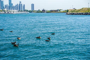 Cityscape view from a bike trail at the McCormick Place in Chicago, Illinois. Lake Michigan, geese swimming in the water.