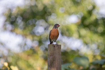 Robin waits with insect to feed her fedlings