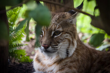 lynx in the zoo