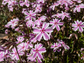Close-up shot of pink creeping phlox (Phlox subulata) 'Candy Stripe' flowering with candy pink and white striped flowers in garden in sunlight in spring