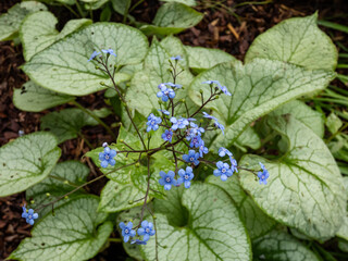 Siberian bugloss (Brunnera macrophylla) 'Jack Frost' with large, heart-shaped silver leaves edged...