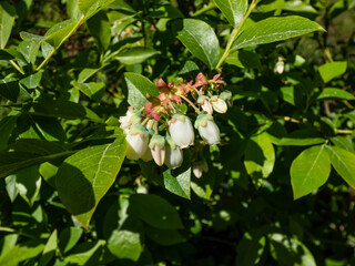 Macro shot of white flowers of cultivated blueberries or highbush blueberries growing on branches of blueberry bush surrounded with green leaves in bright sunlight in the garden