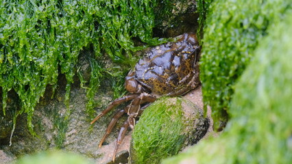 Cangrejo marrón de gran tamaño  en la costa entre la vegetación