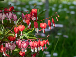 Bleeding heart (Dicentra spectabilis) 'Valentine' flowering with puffy, dangling, bright red...