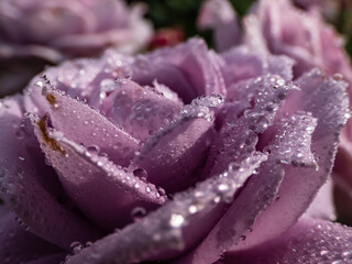 Close-up of outstanding, old fashioned lavender rose 'Novalis' with multi layered mauve flowers....