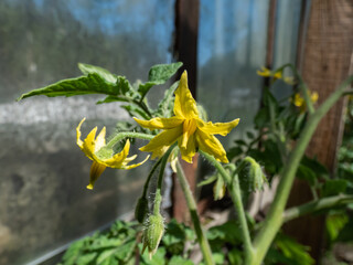 Macro shot of yellow flowers in full bloom of tomato plant growing on tomato plant before beginning to bear fruit in greenhouse. Vegetable seedlings, germinating