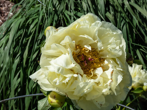 Beautiful, Summer Peony (paeonia) 'Lemon Chiffon' With Pale Lemon Ruffled Petals Surrounding A Center Full Of Bright Golden-yellow Stamens And Orange Filaments Flowering