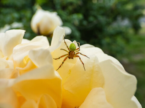 Close-up of the cucumber green spider (Araniella cucurbitina) on a yellow flower petal of a rose in a garden