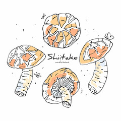 Vector linear isolated illustration with a set of Shiitake mushrooms. The concept of Asian cuisine, food. You can use the element in web design, packaging design, banners, etc