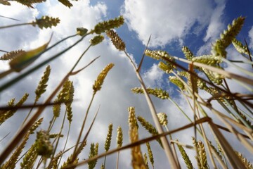 Gold-gelbe Weizenpflanzen vor weißem Wolkengebilde am blauen Himmel bei Sonne am Mittag im Sommer