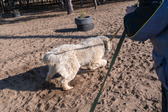 A Caucasian shepherd dog runs around a man on a leash. The owner stands on the sand holding his pet on a tarpaulin leash. Selective Focus.