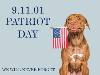 Patriot Day. We will never forget. Adorable puppy and American Flag. Close-up, isolated background....