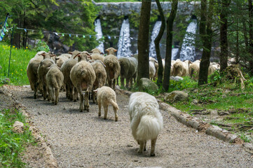 Sheep herd on the way to the pasture.