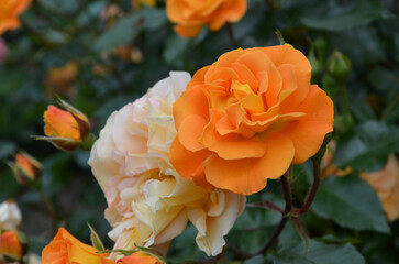 Edelrosen blühen orange im Park