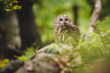 Tawny owl (Strix aluco) in green forest. Tawny owl sits on tree. Tawny owl and green background.