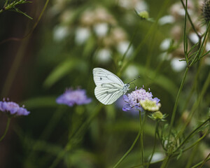 Green-veined white butterfly on a flower, wallpaper