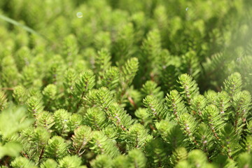 mare's-tail seem to be christmas tree branches