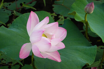Close up Blooming Pink Lotus in the Pond