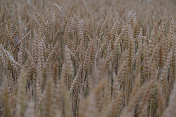 Fototapeta premium Weat Field Background