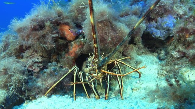 Mediterranean sea lobster underwater - Scuba diving in Majorca